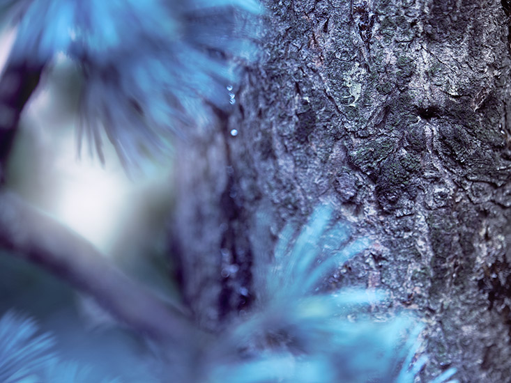 Retouche Lanvin - Éclat d'Arpège pour Homme Cèdre bleu