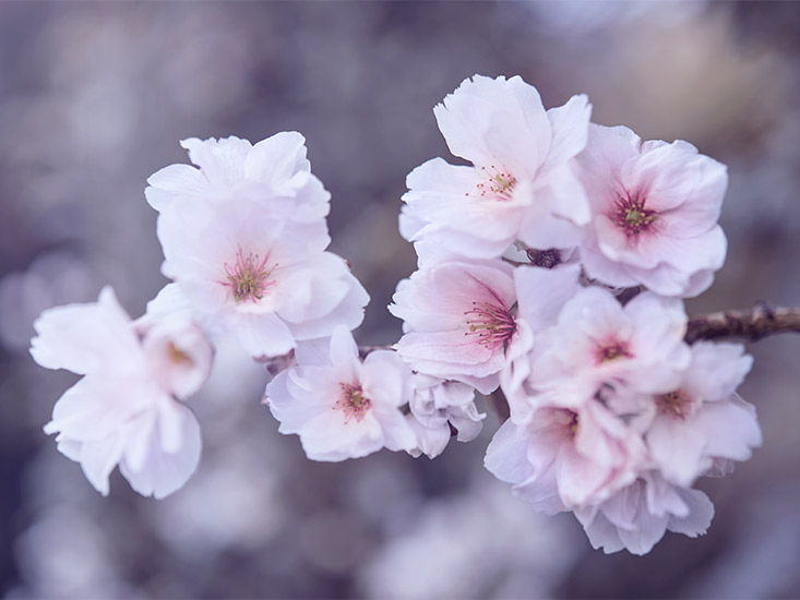Retouche Lanvin - Éclat d'Arpège